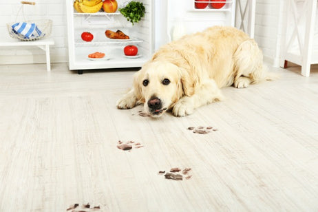 How to Remove Pet Urine on Hardwood Floors